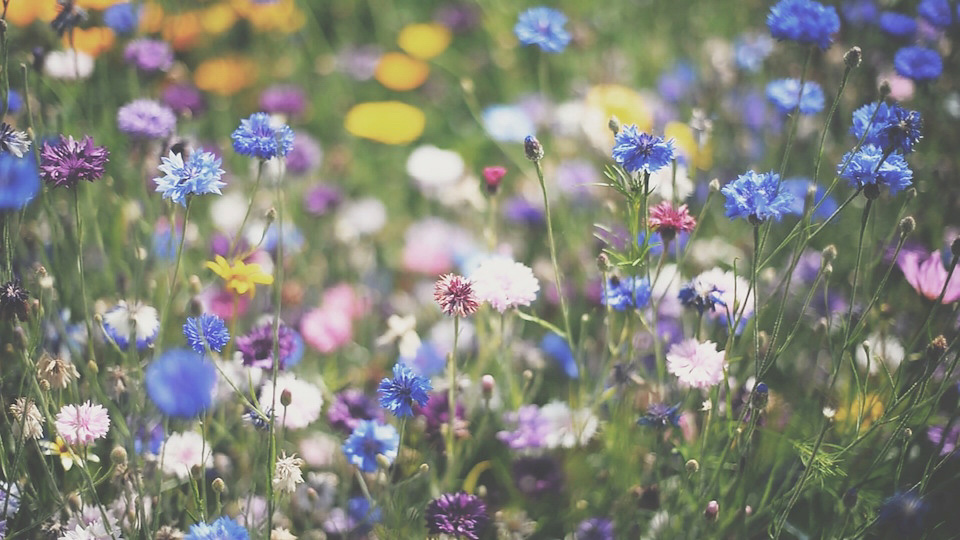 wildflower wedding, meadow wedding, costa sister productions, justin alexander