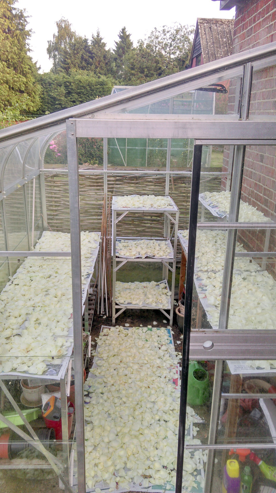 Drying real petals to become flower confetti wpid372664 lovettes blogging bride caroline 3