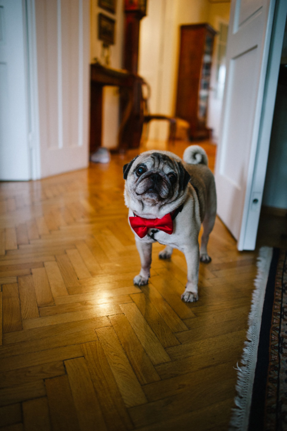 An elegant wedding in Croatia with a bride wearing a dress covered in silk petals and a pug dog in a red bow tie. Photography by Marko Marinkovic.