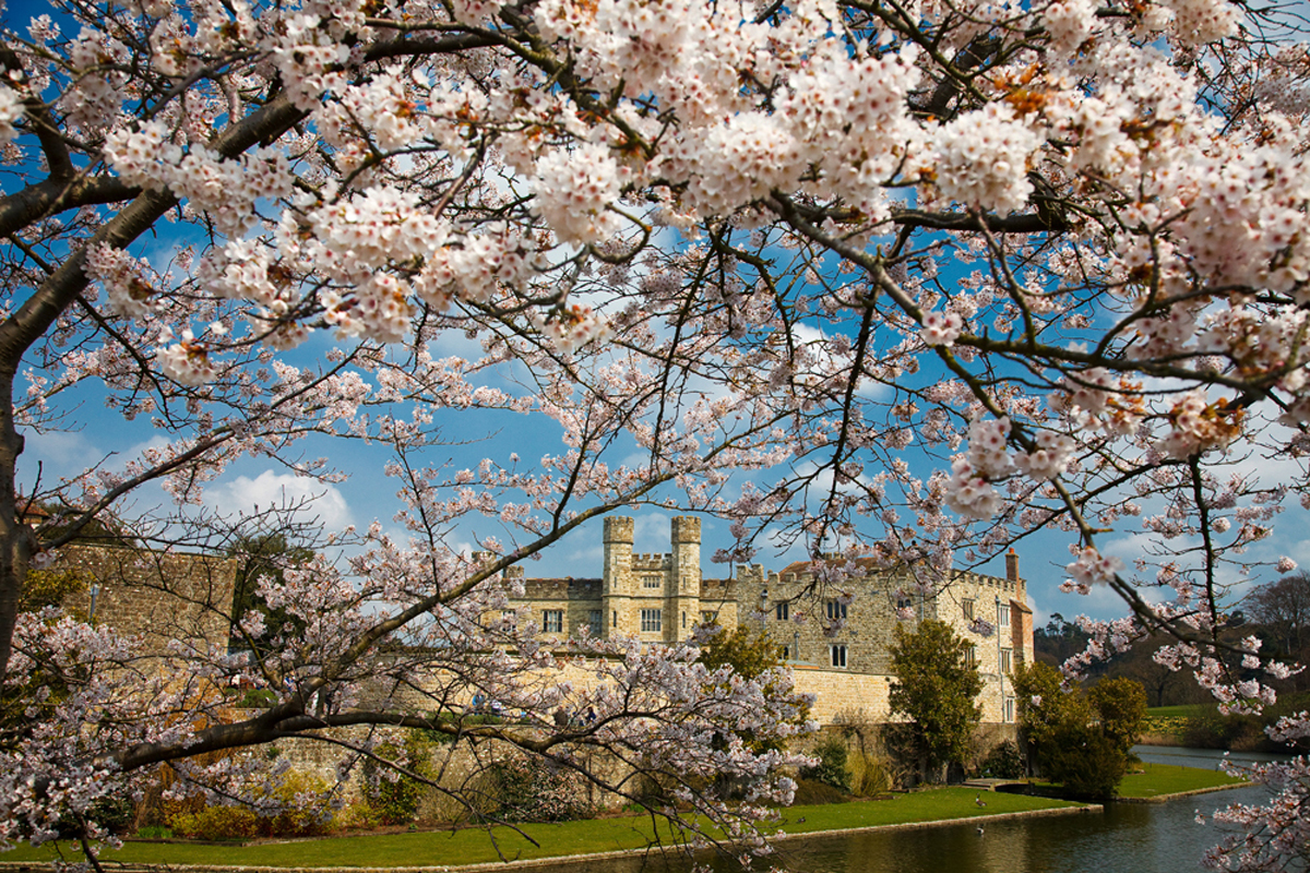 35 Leeds Castle spring blossom credit Sarah Medway