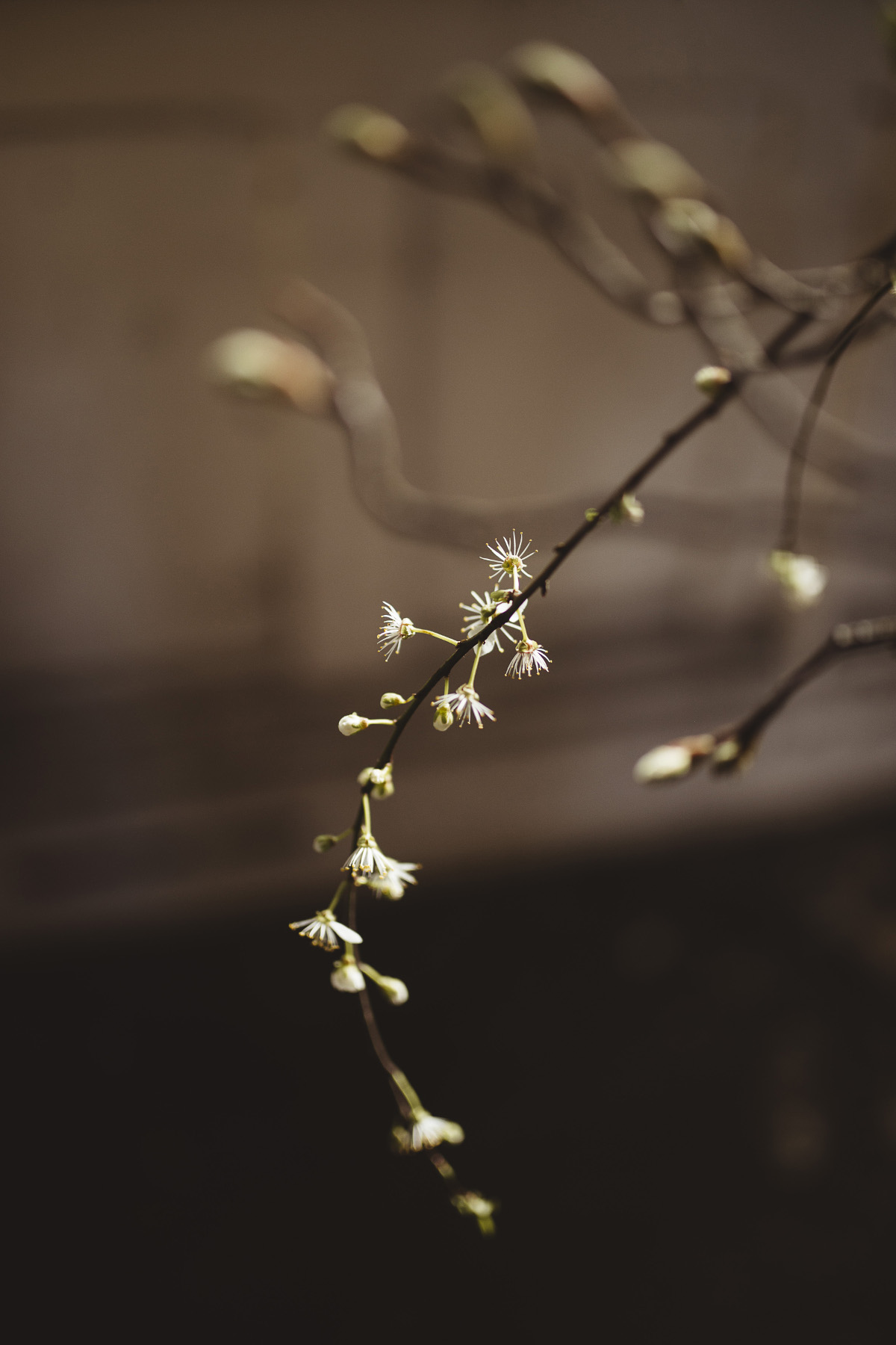 decadent decay beautiful blooms 36