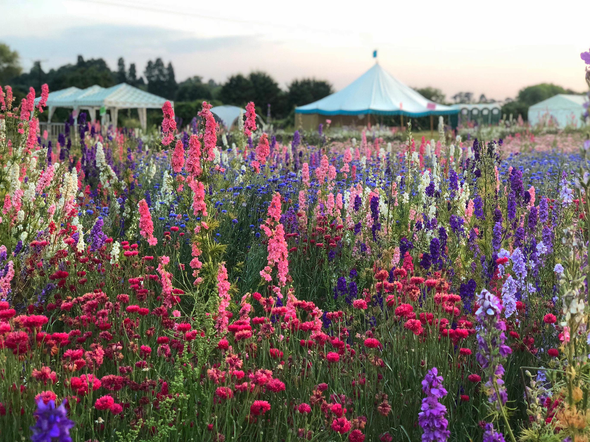 The Confetti Flower Field 5