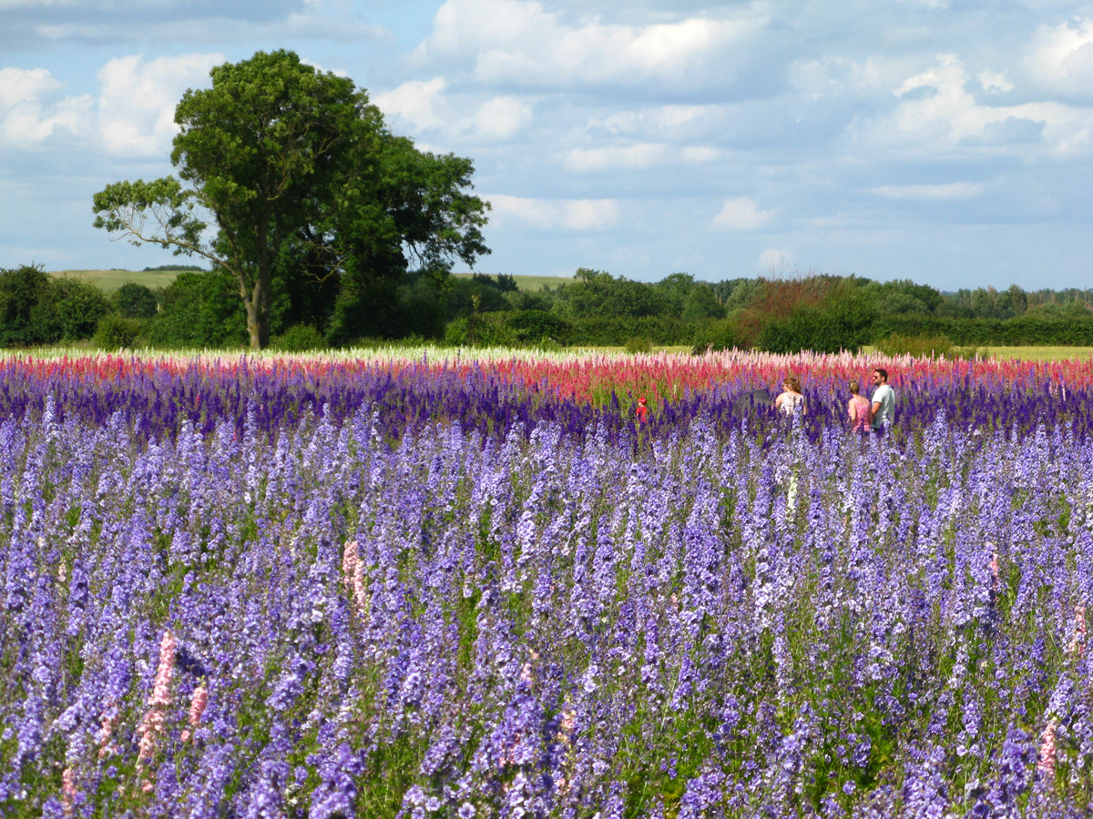 The Confetti Flower Field on the Wyke Manor Estate