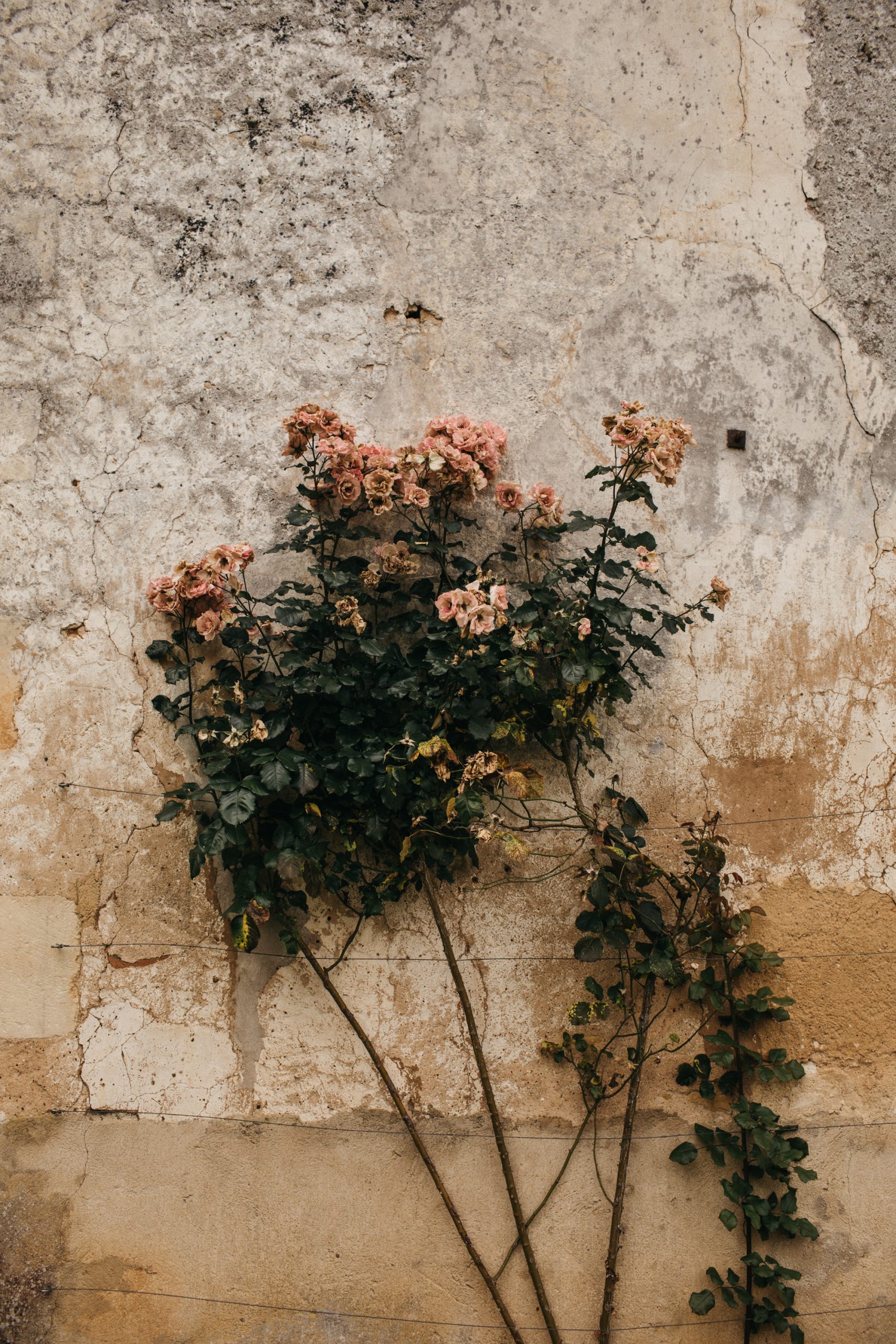 Roses growing on old stone wall scaled