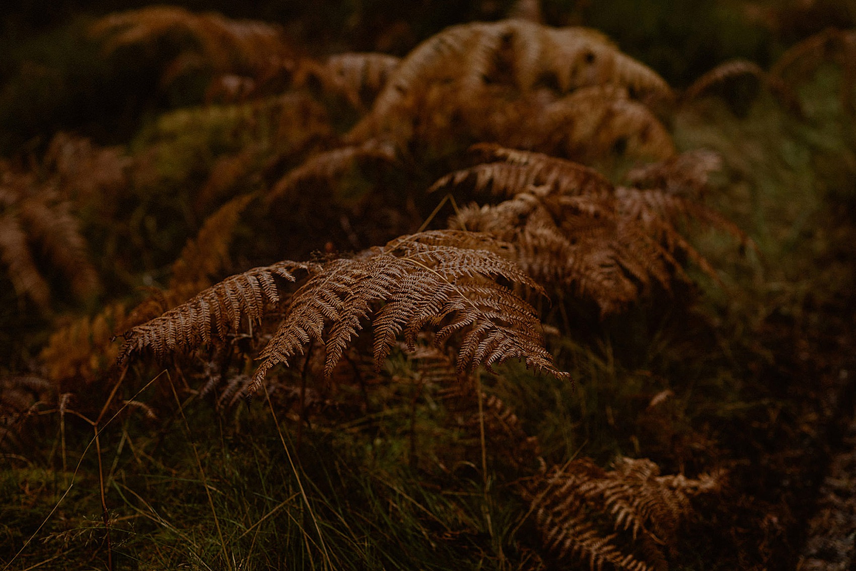 54 Elopement Scotland