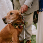 Dog floral collar - dogs at weddings