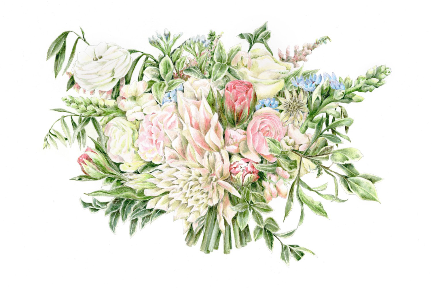Charlotte Argyrou Botanical Illustration copy