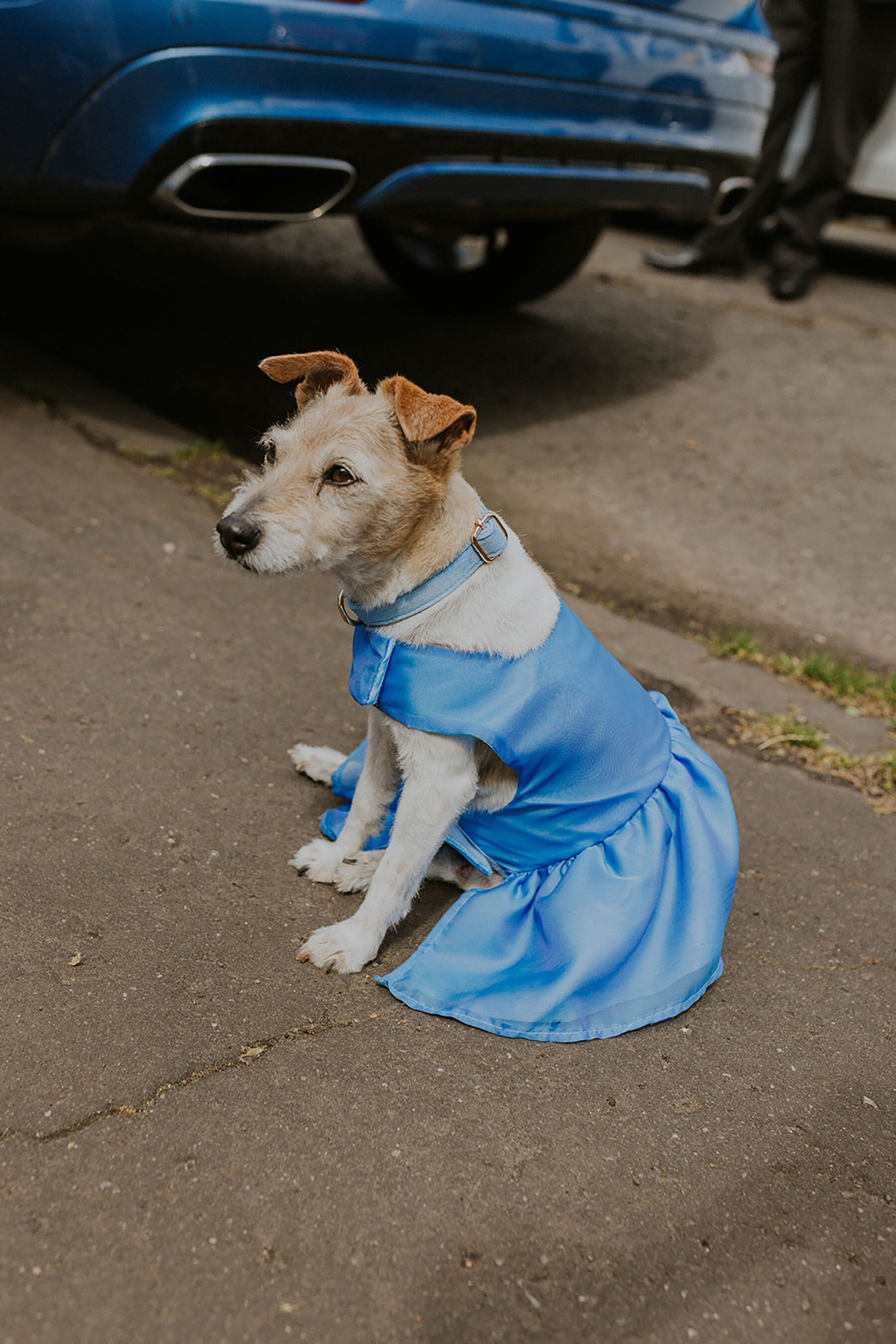 Cute dog in blue dress at a wedding.