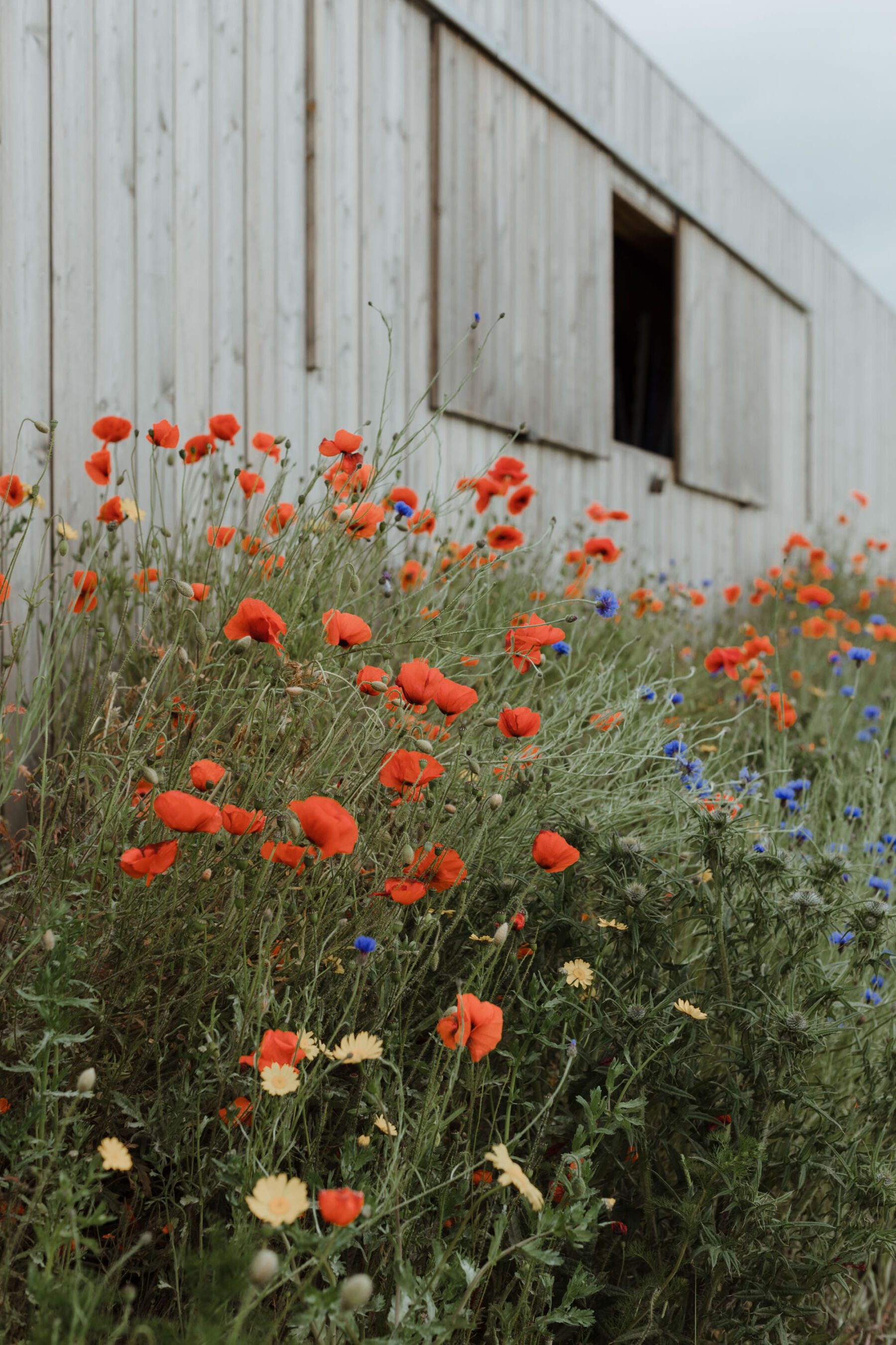 Poppies growing outside a barn. Guardswell Farm wedding venue, Perthshire. Caro Weiss Photography.