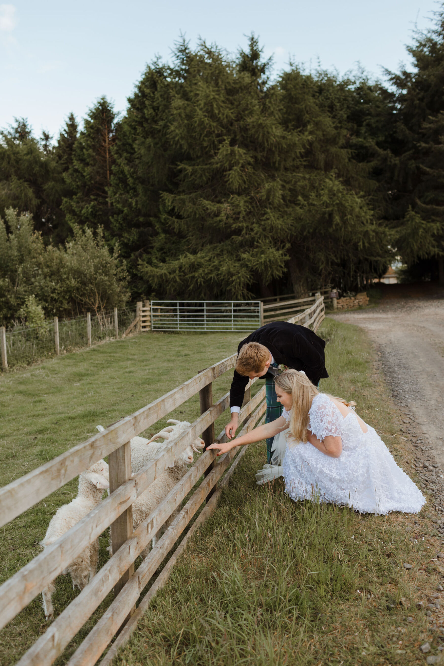 Bride and groom petting sheep at Guardswell Farm wedding venue, Perthshire.