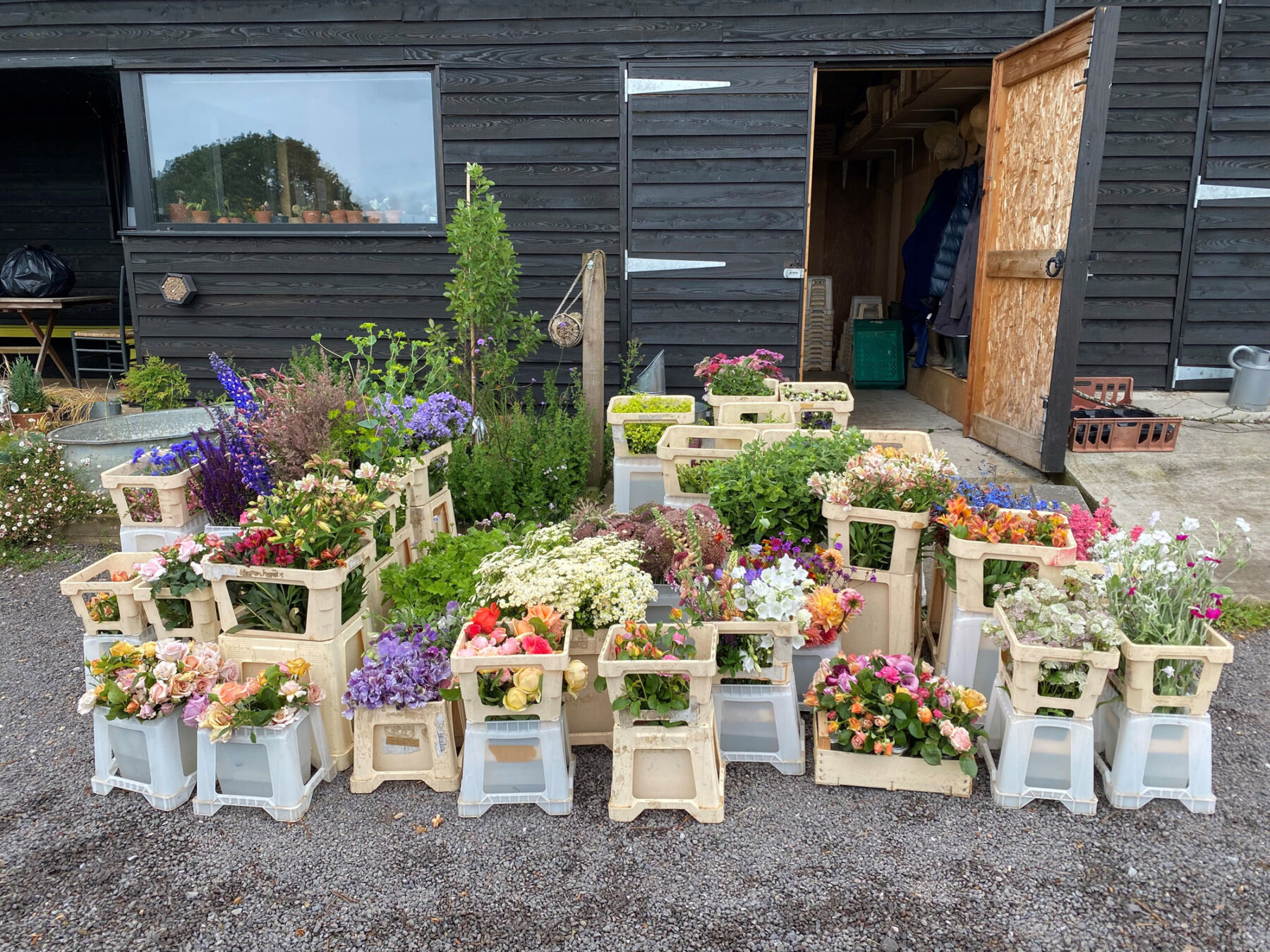 Electric Daisy Flower Farm - Flower buckets full of freshly cut flowers