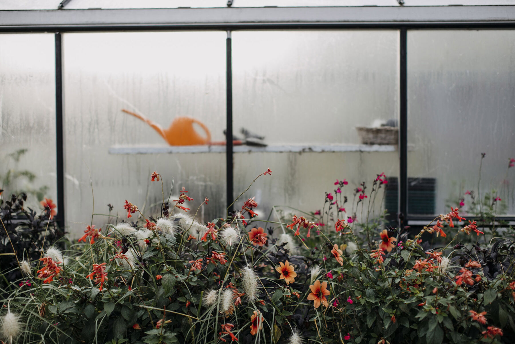 Green and Gorgeous, window scene of flowers - rainy day outside