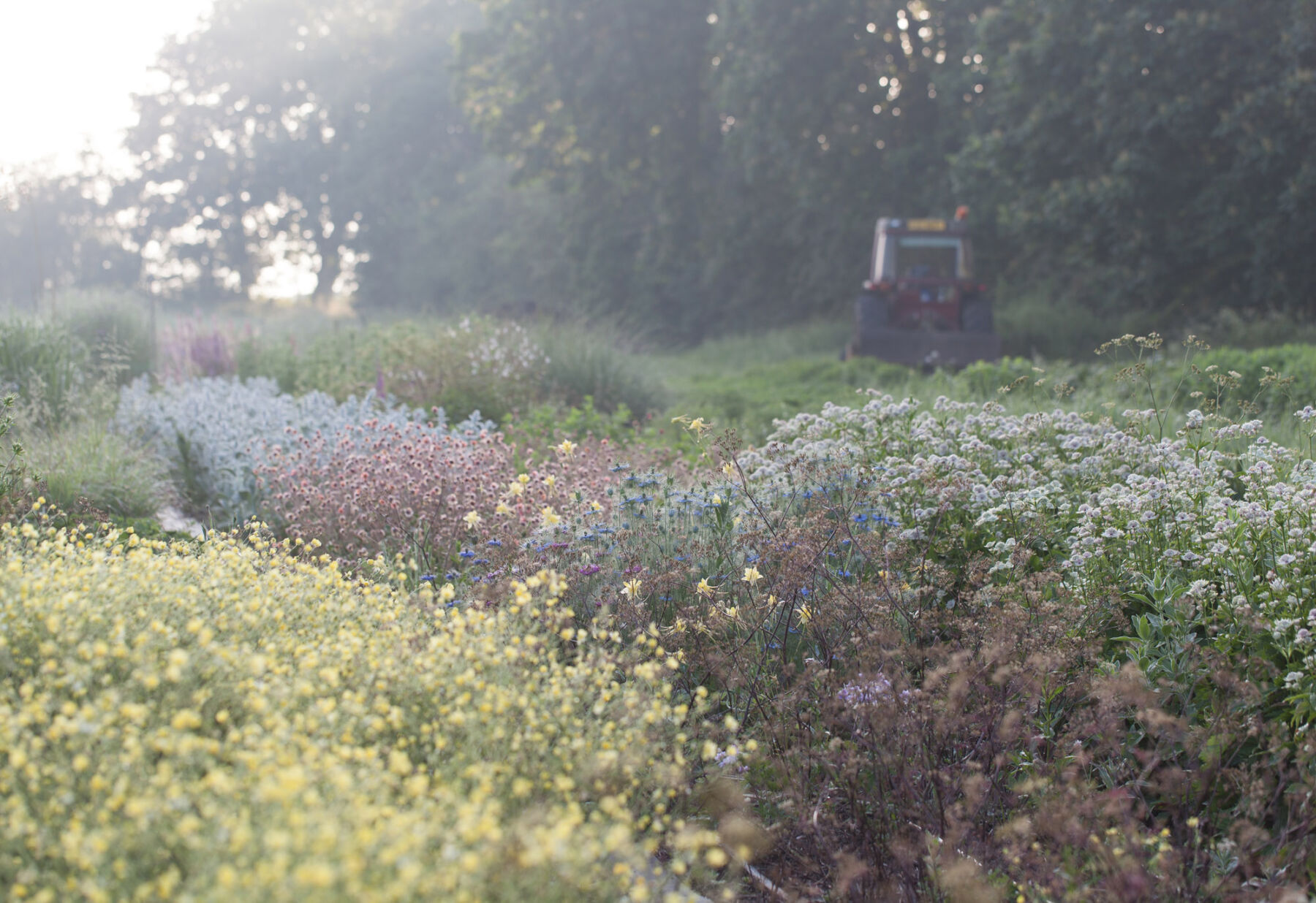 Green and Gorgeous Flower Farm