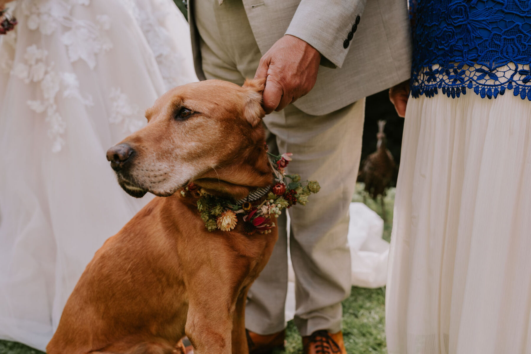 Dogs at wedding - Fox Red Labrador