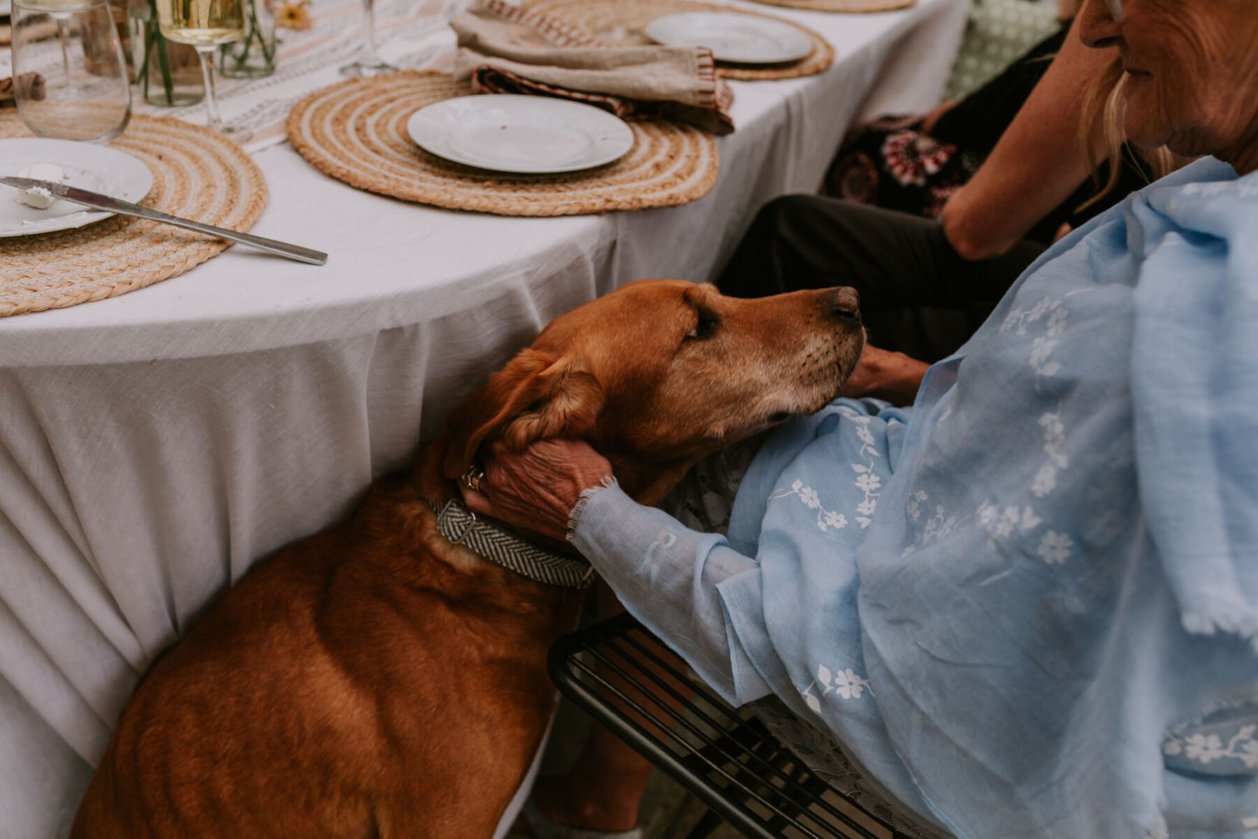 Dogs at weddings - Fox Red Lab