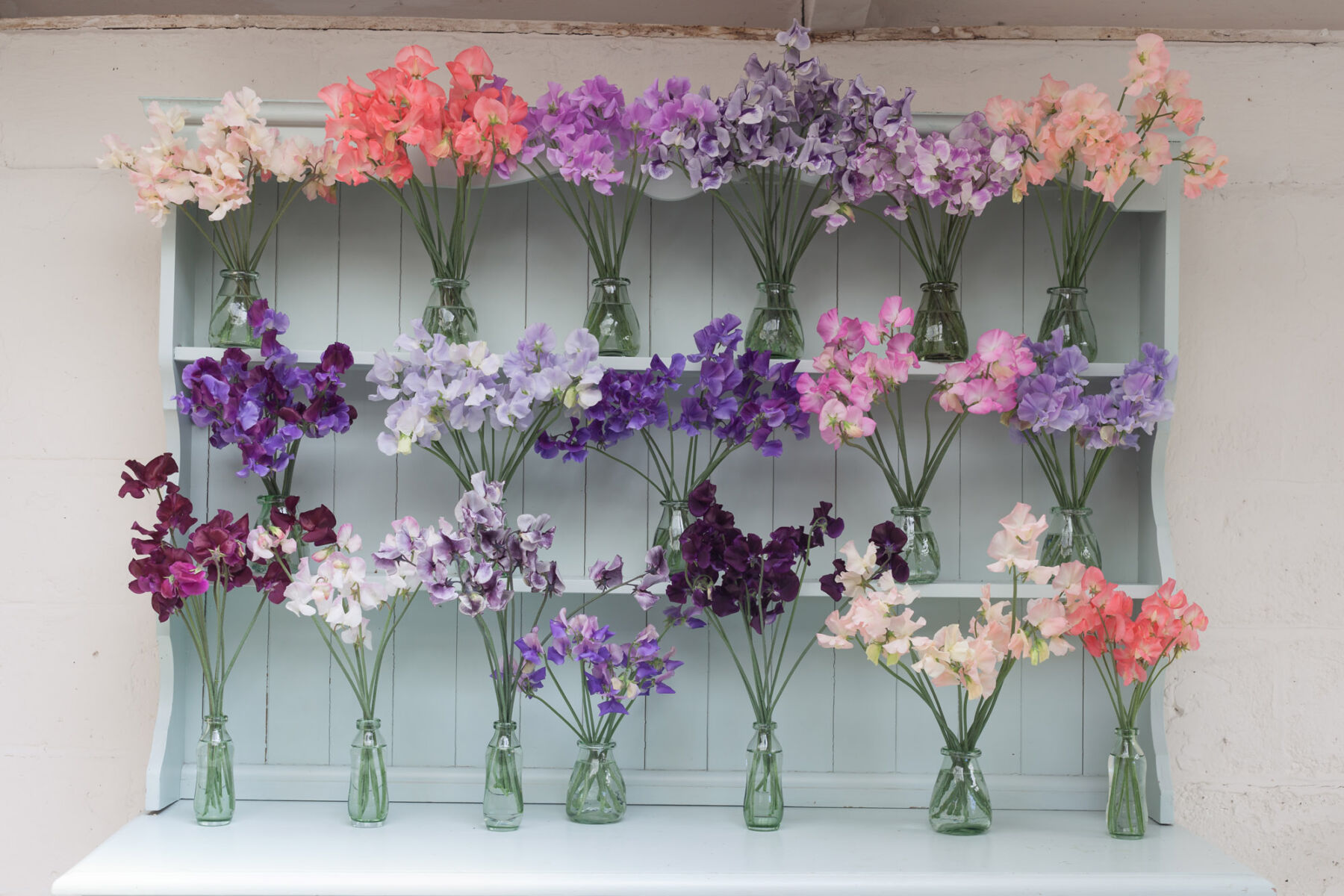 Sweet Peas by Green and Gorgeous Flowers