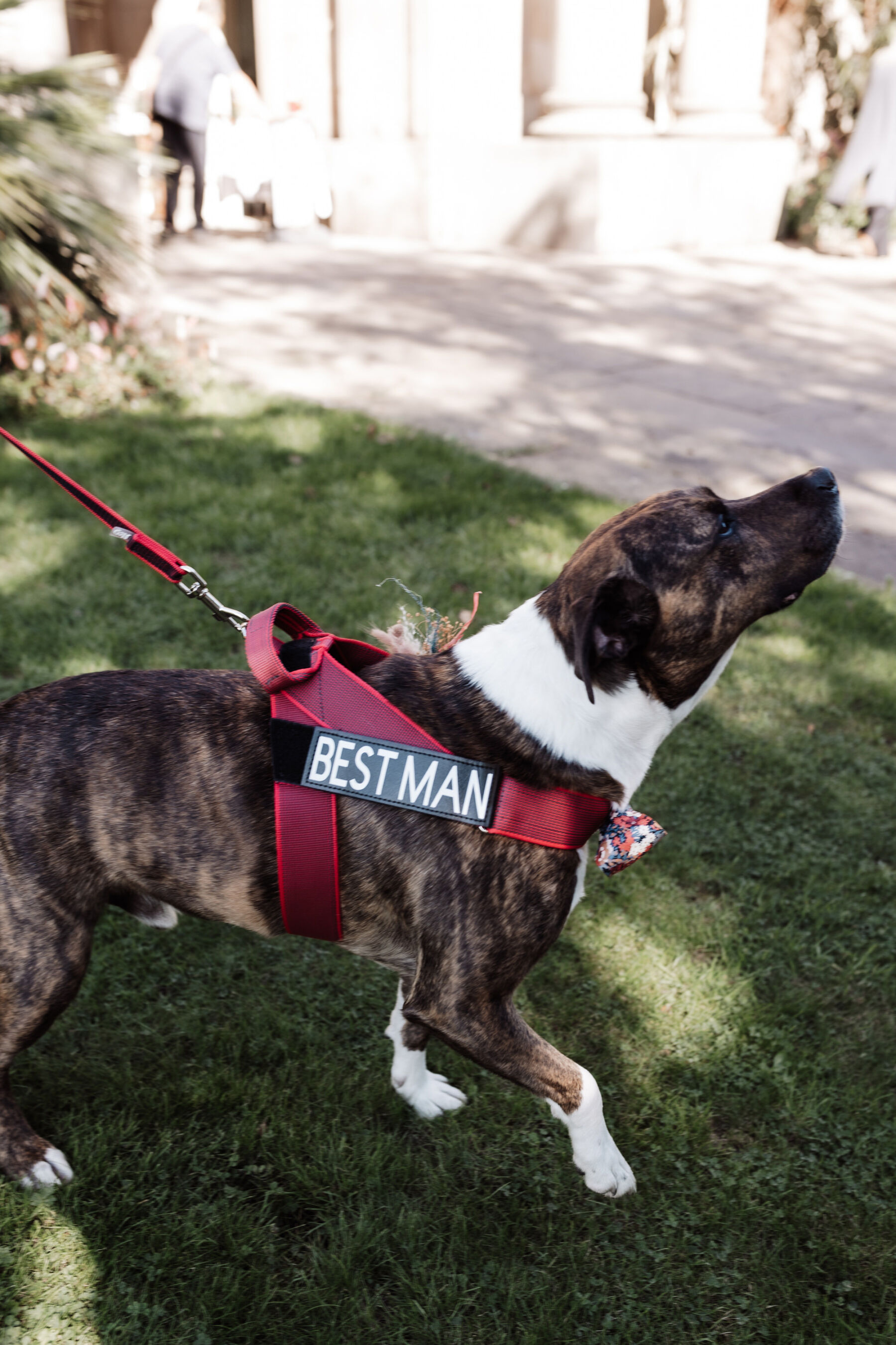 Nat, in Charlie Brear & Jesus Peiro for her Sheffield Botanical Gardens & Warehouse Party Wedding 3 Best dog at wedding. Dog with Best man harness.