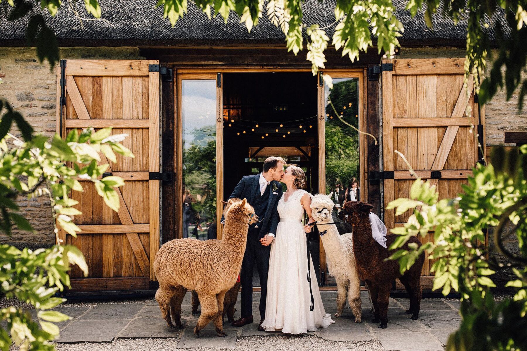 Wedding Llamas at Tythe Barn wedding venue Bicester Oxfordshire