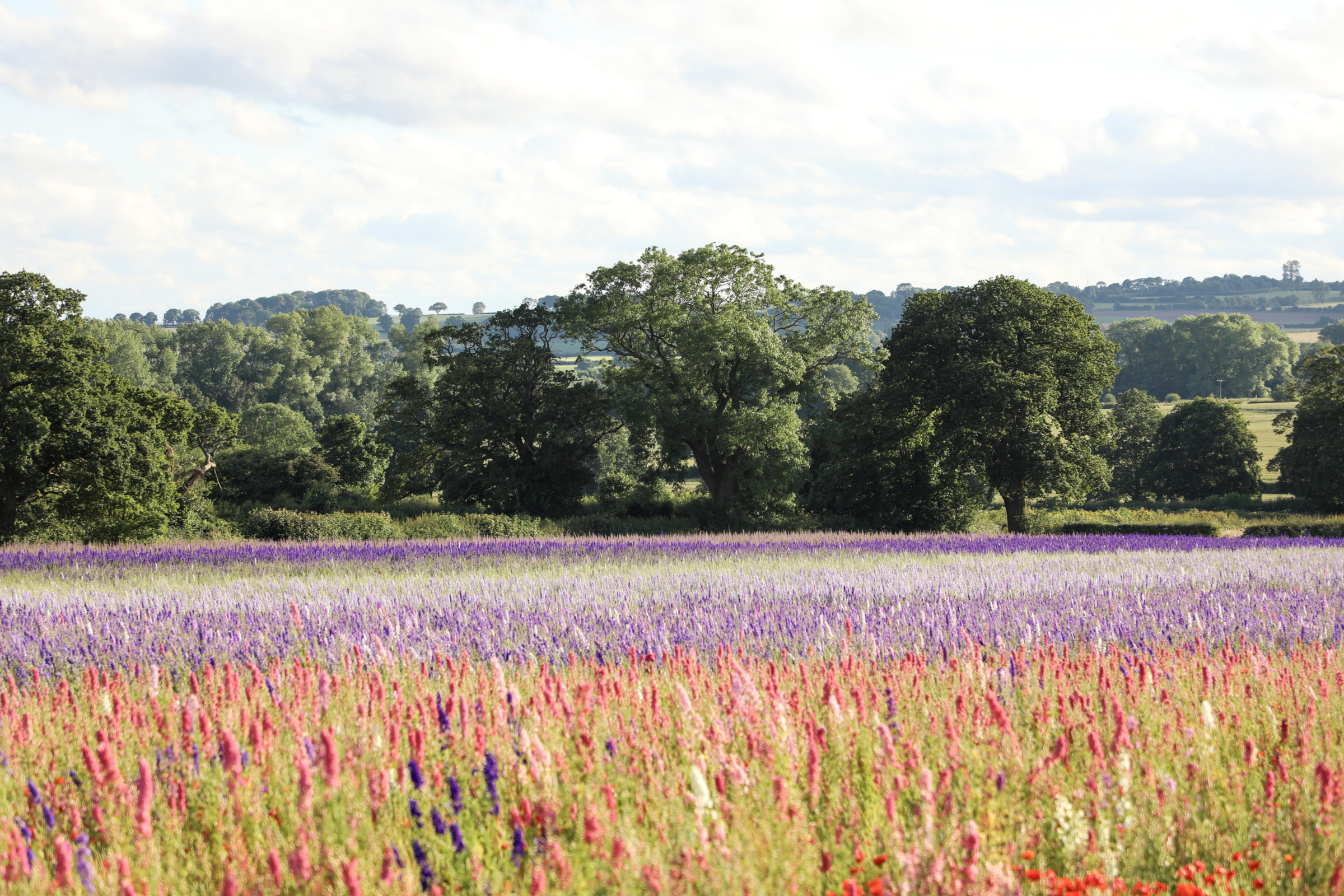 Shropshire Petals