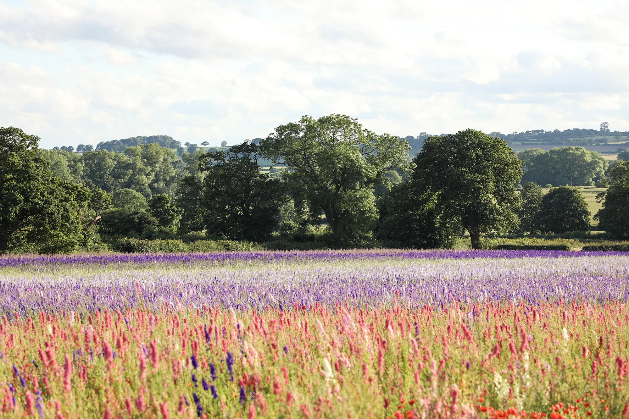 Shropshire Petals