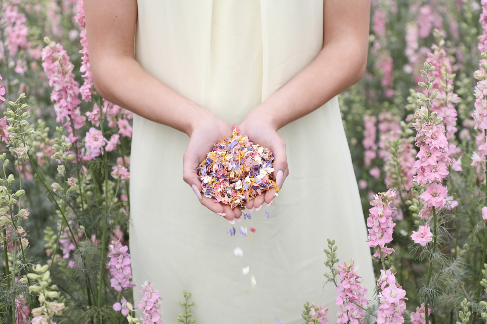 Shropshire Petals