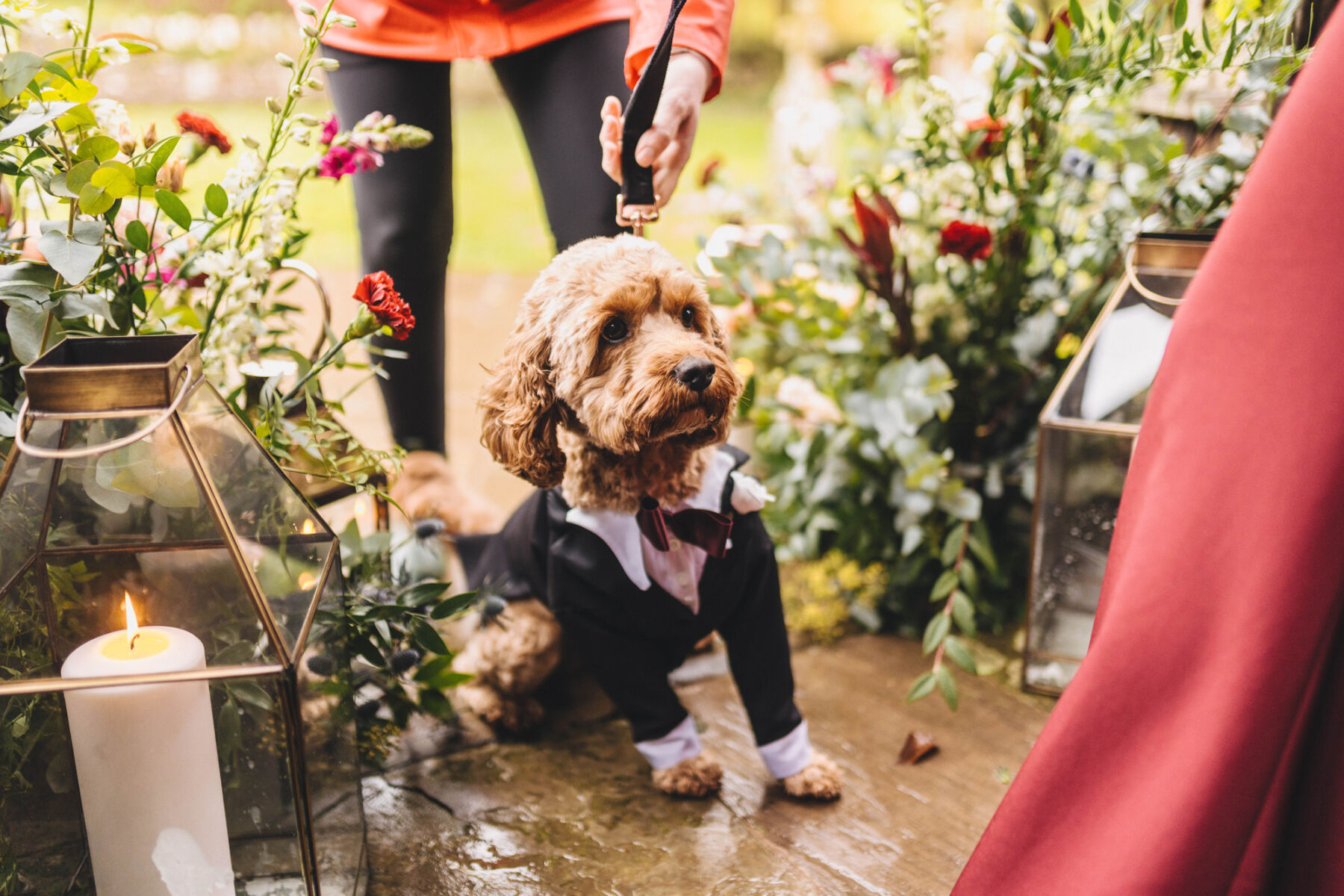 Dog of honour at Dewsall Court, country house wedding venue in Herefordshire