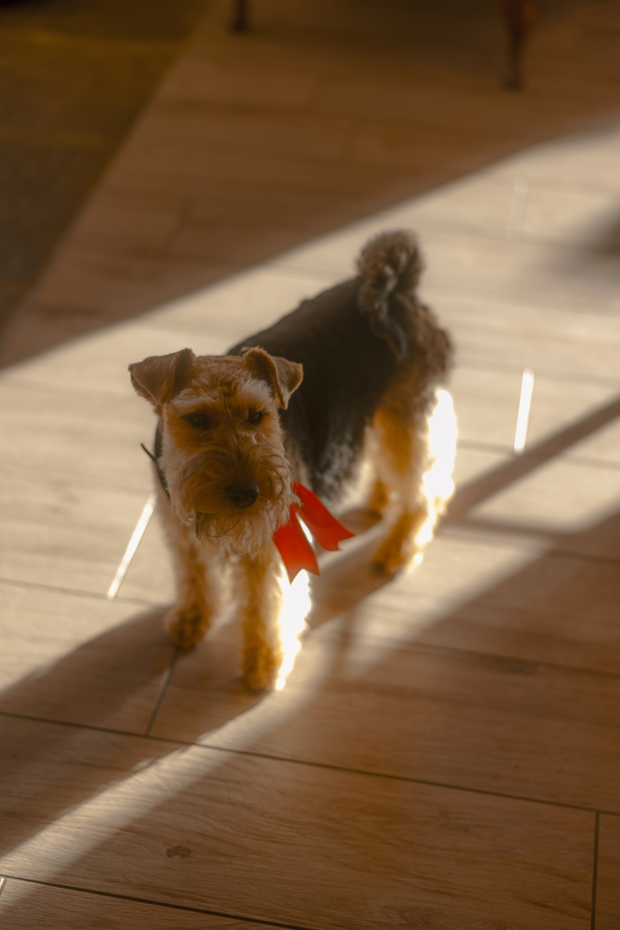 A Movie & Literary Inspired Romantic Christmas Wedding 16 Cute dog with a red ribbon on a wedding day.