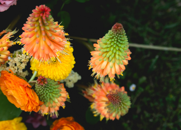 Alexandra Palombi Photography