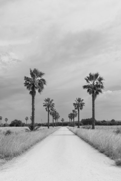 Sus Pons Wedding and Elopement Photographer