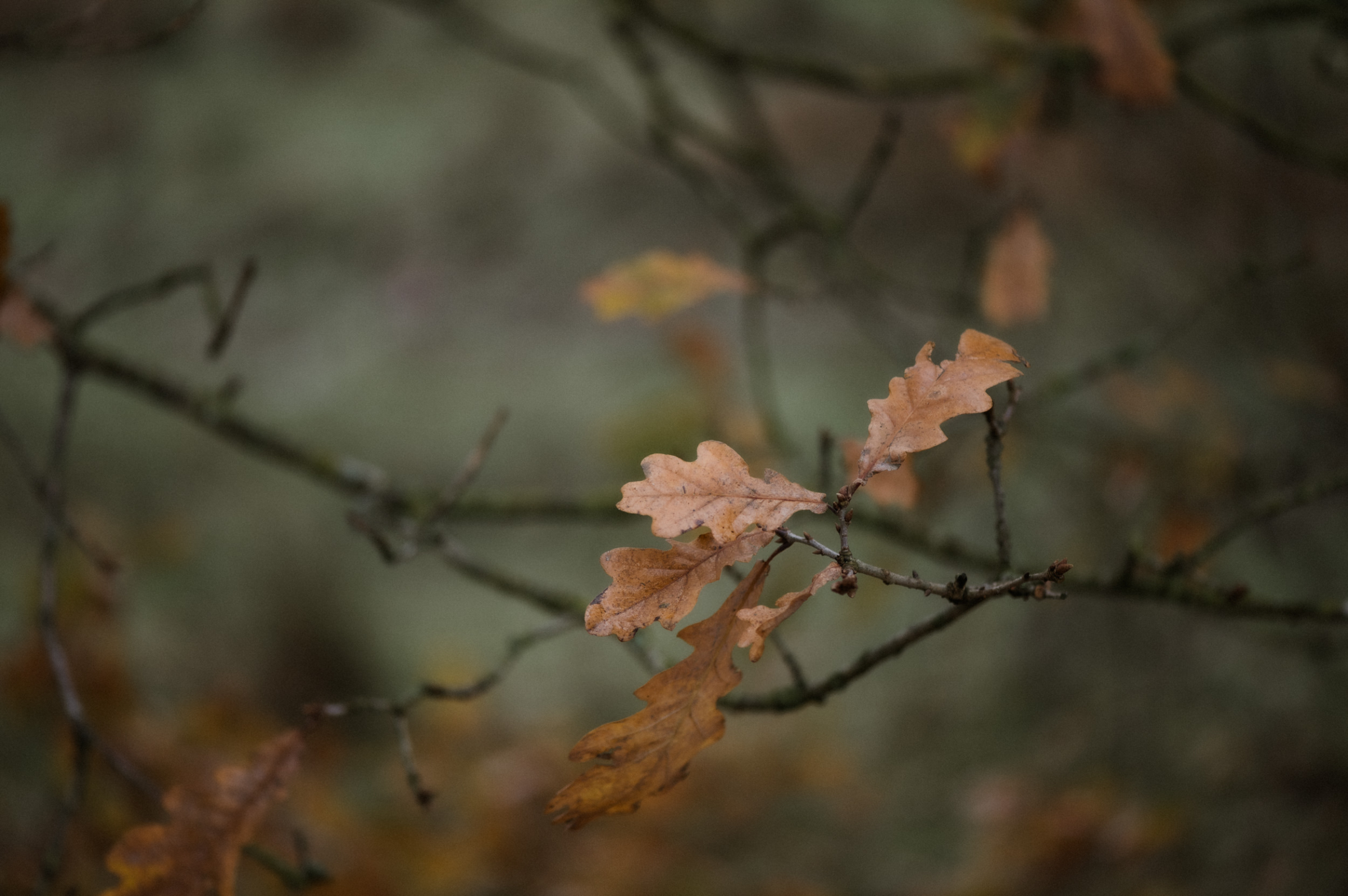 Raini Rowell Photography Dani Tyler 121 - An Ethereal, Moody &Atmospheric Wedding at Kinmount House, Scotland Raini Rowell Photography Dani Tyler 121