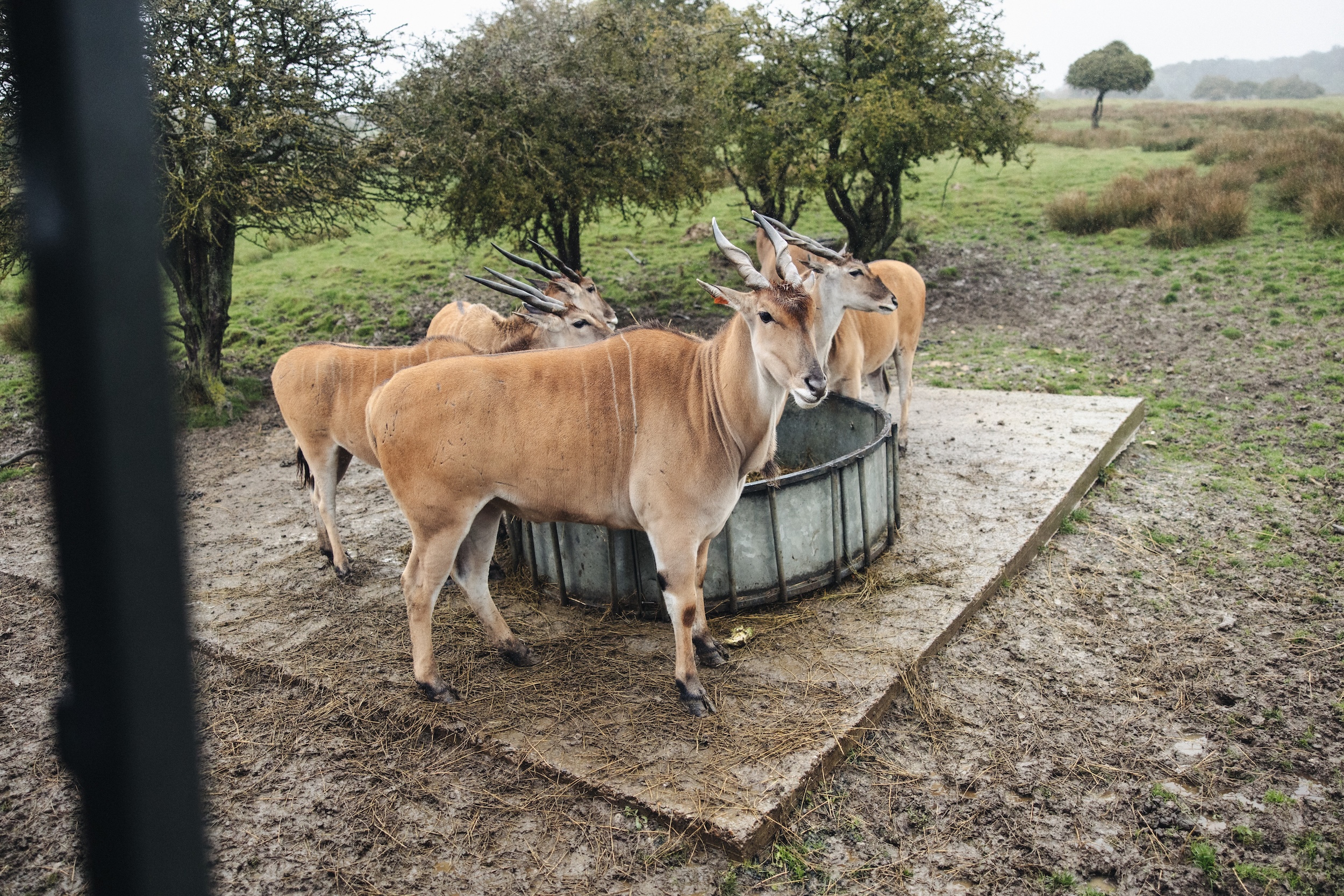 Aimée and Ollie’s Beautiful Rainy Day Wedding at Port Lympne Hotel & Reserve 108 Port Lympne Reserve Wedding 152