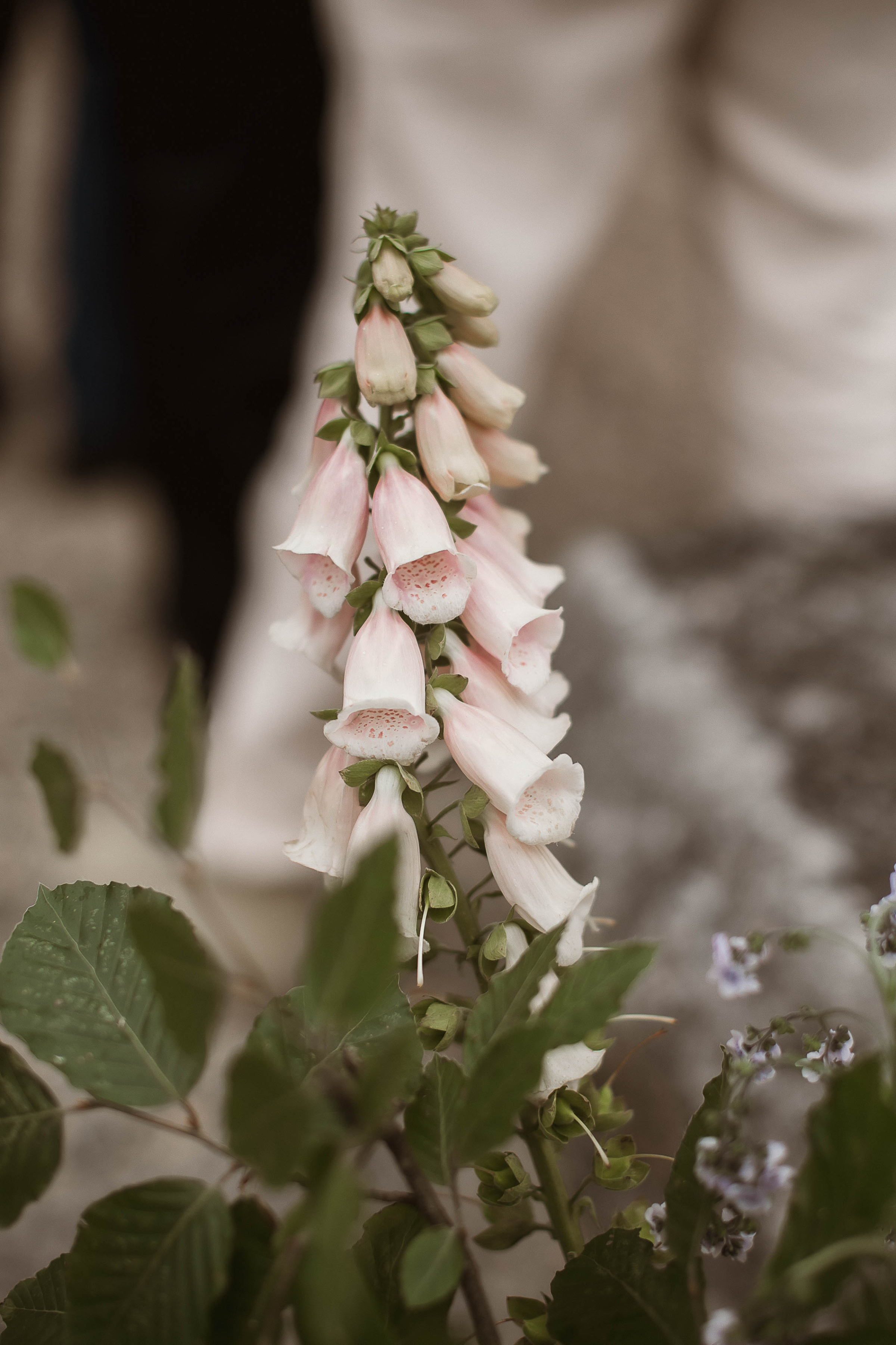 Boconnoc Estate Wedding Cornwall Jesus Peiro 127 - Lauren in Jesus Peiro for her Elegant Boconnoc Estate Wedding in Cornwall Pale pink foxgloves.