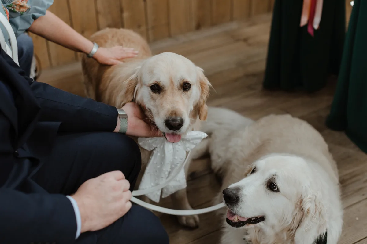 Bridal Scrunchies & Wedding Pet Accessories | Lulu The Label
