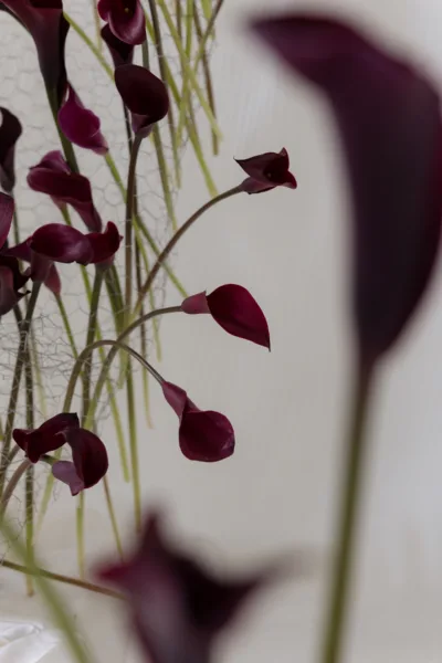 Dramatic burgundy calla lilies set against a white curtain, luxury wedding floral design by Zahra Studio Events